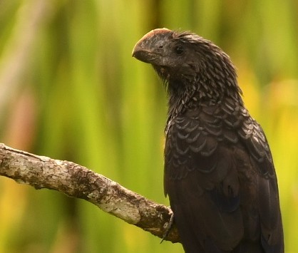 Smooth-billed Ani - ML643925399