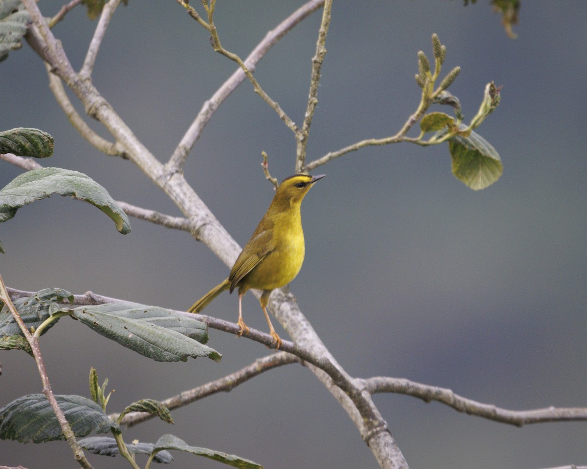 Black-crested Warbler - ML643925410