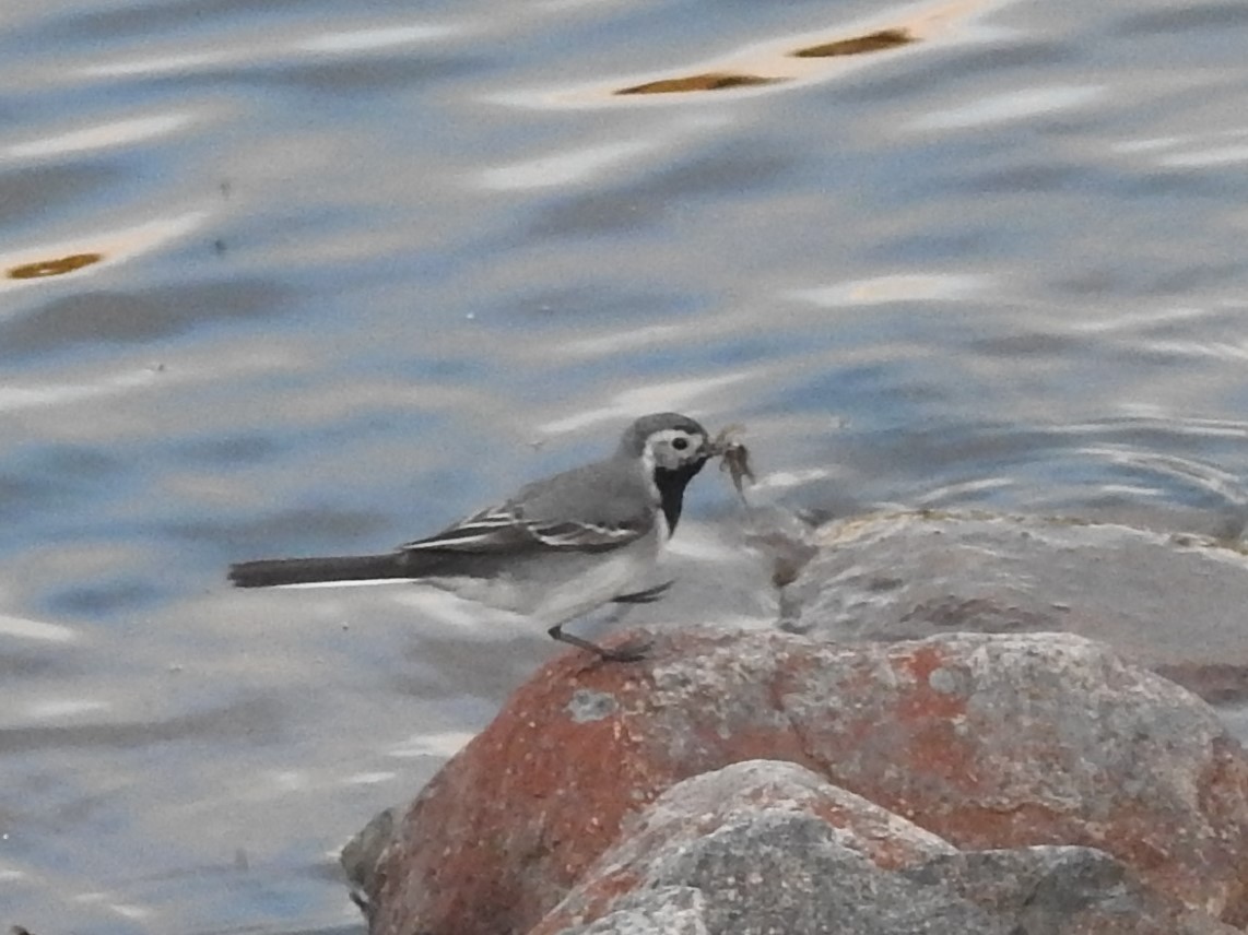 נחליאלי לבן - ML643925416
