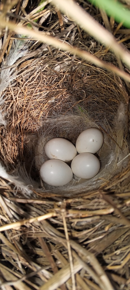 Black-and-white Monjita - ML643925430