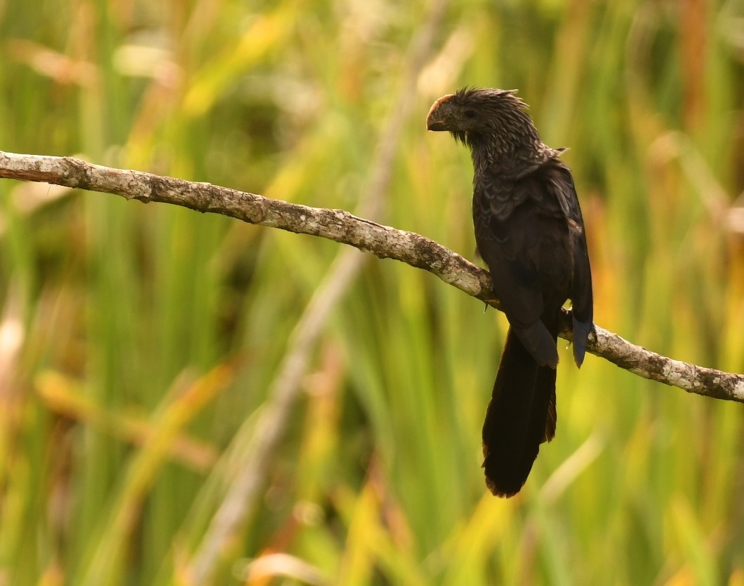 Smooth-billed Ani - ML643925437