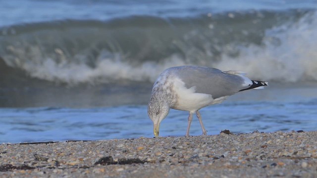 American Herring Gull - ML643925439