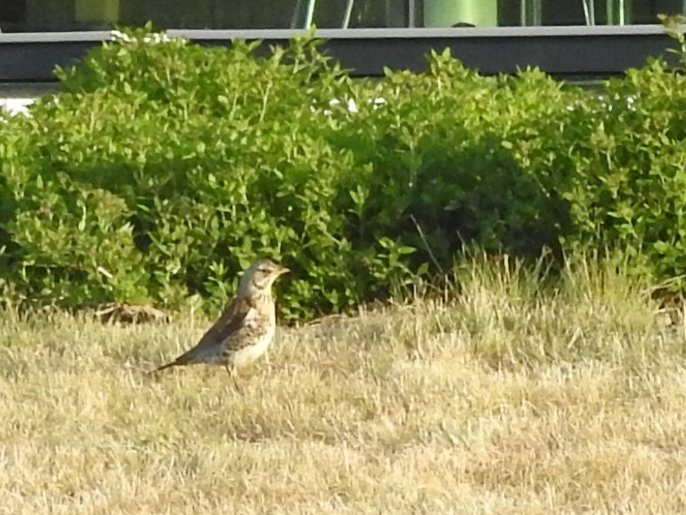 קיכלי אפור - ML643925459