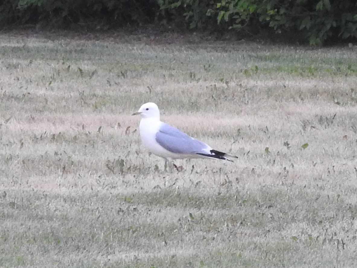 שחף אפרורי - ML643925463