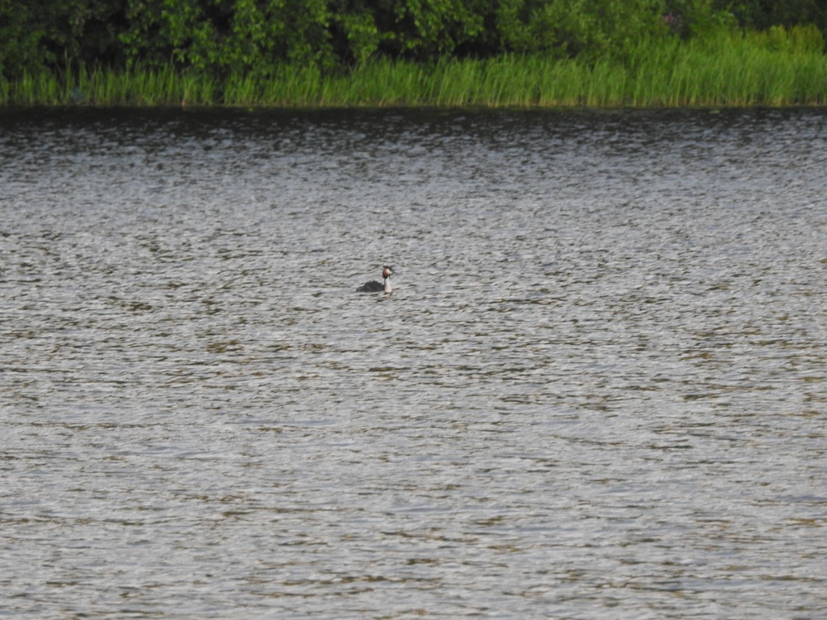 טבלן מצויץ - ML643925468