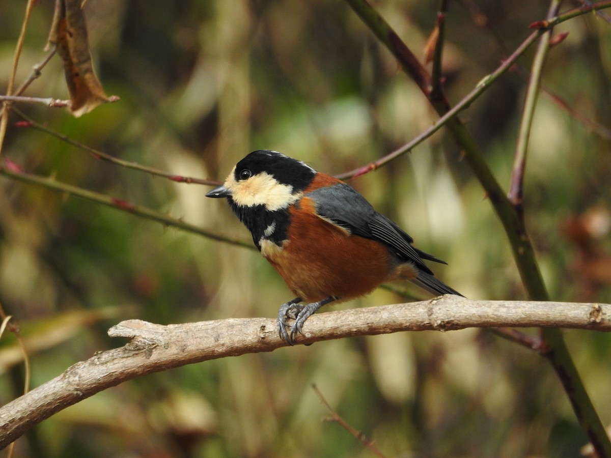 Varied Tit - ML643925471