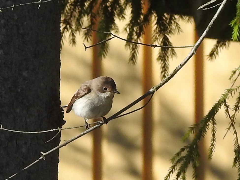 חטפית שחורת-עורף - ML643925478