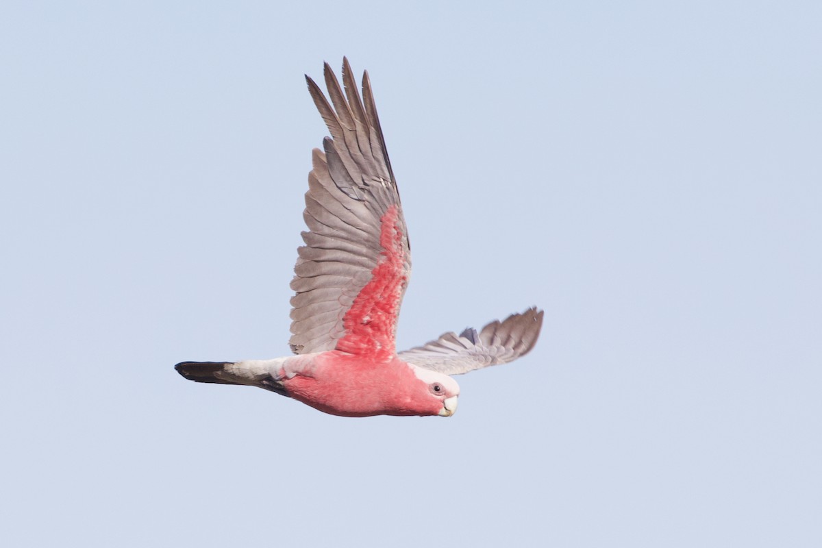 モモイロインコ - ML643925479