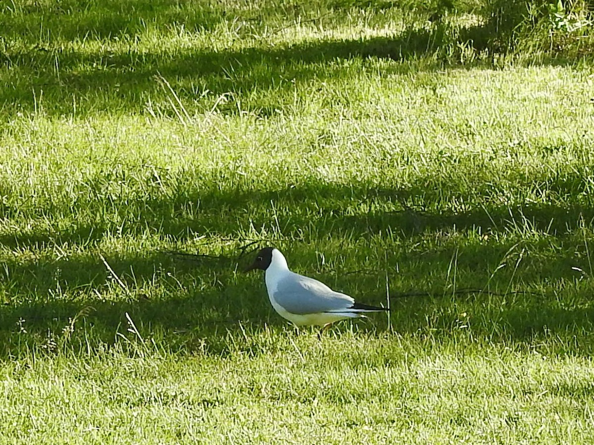 שחף אגמים - ML643925486
