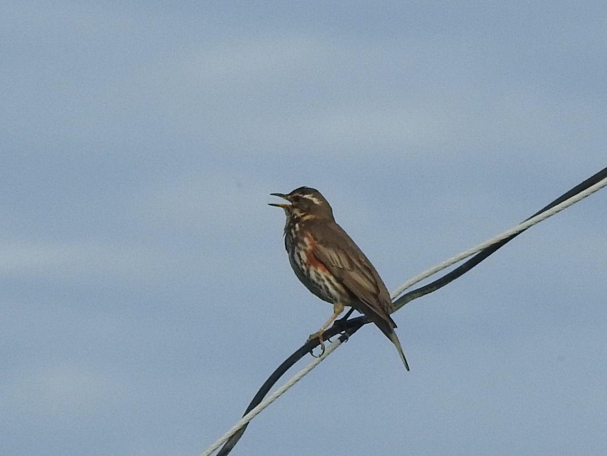 קיכלי לבן-גבה - ML643925502