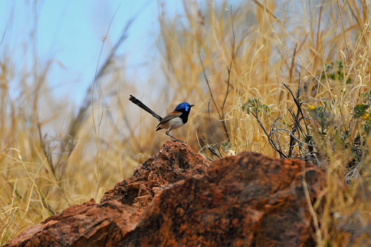 Purple-backed Fairywren (Purple-backed) - ML643925503
