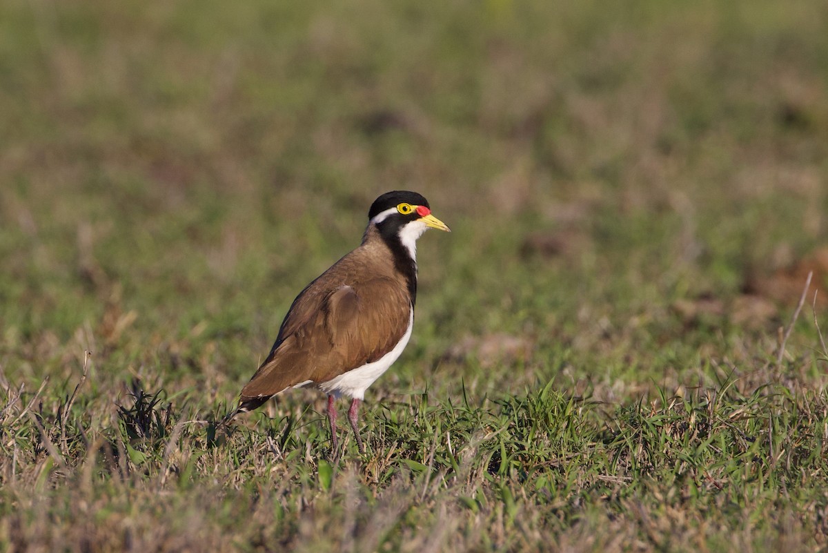Banded Lapwing - ML643925505