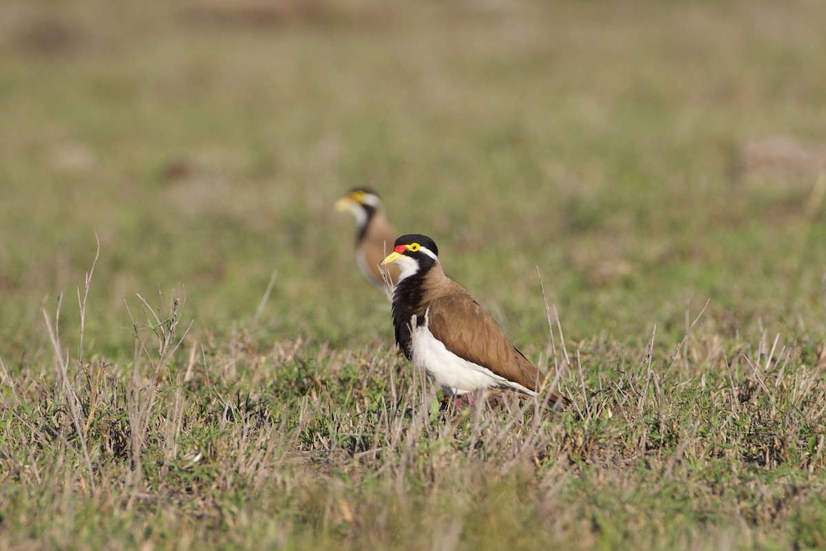 Banded Lapwing - ML643925506