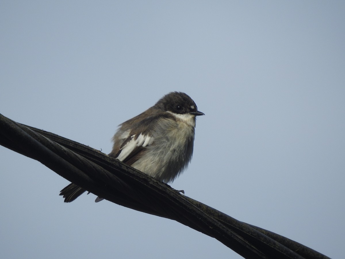 חטפית שחורת-עורף - ML643925511