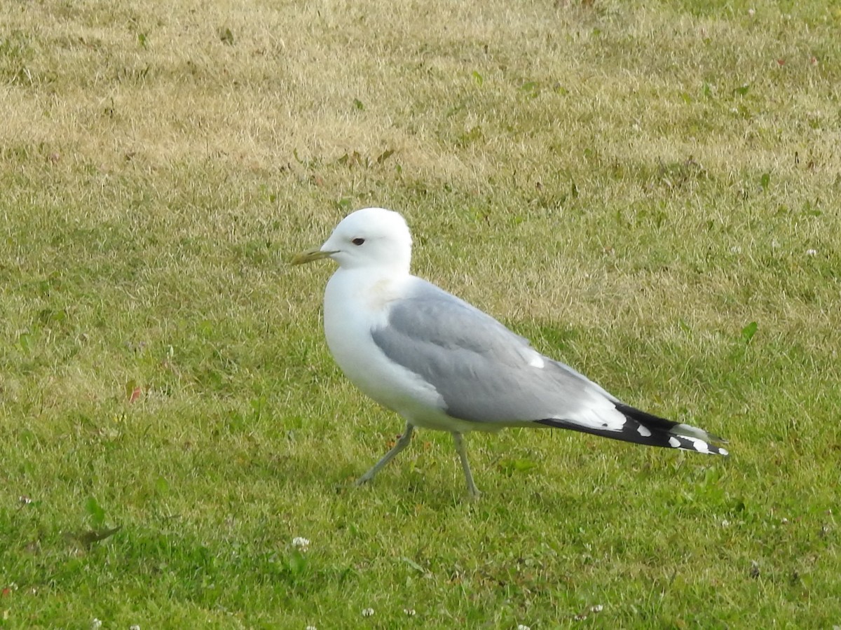 שחף אפרורי - ML643925522