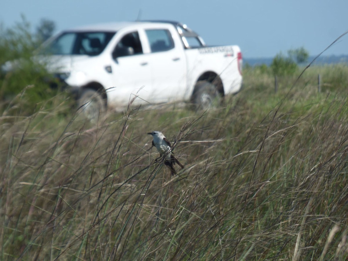 Black-and-white Monjita - ML643925541