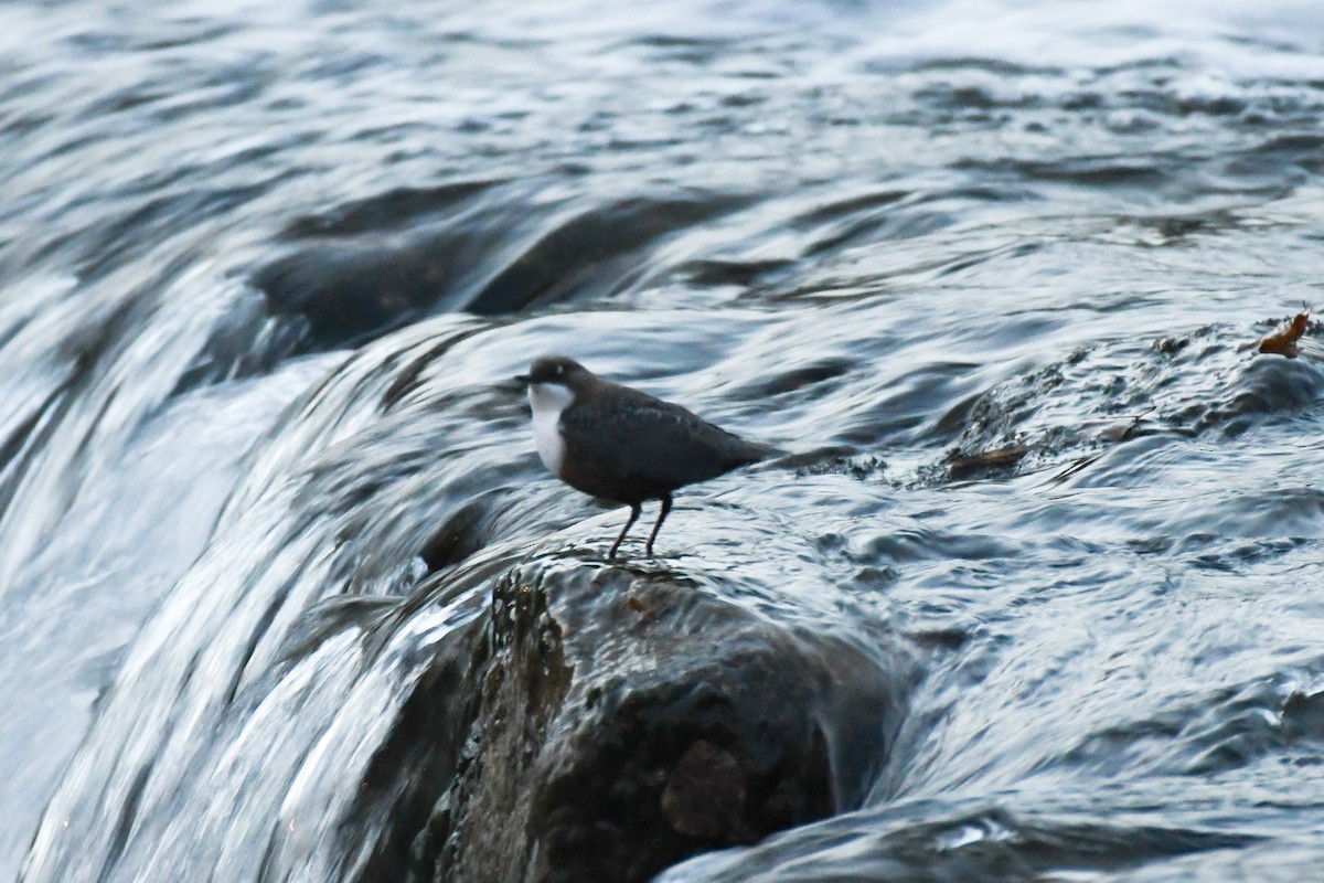 White-throated Dipper - ML643925559