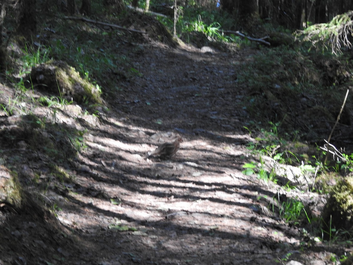 Hazel Grouse - ML643925636