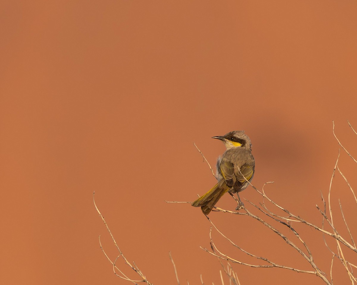 Singing Honeyeater - ML643925685