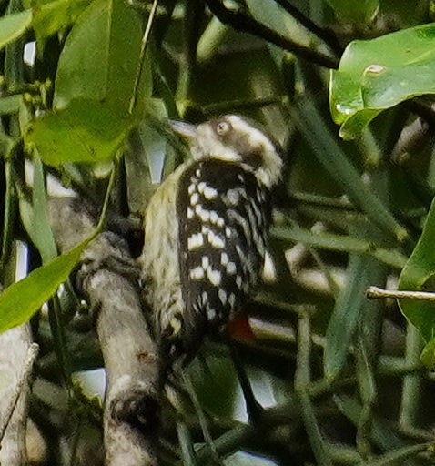 チャガシラコゲラ - ML643925713