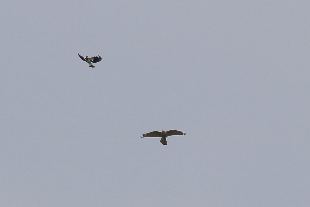 Brown Goshawk - ML643925731