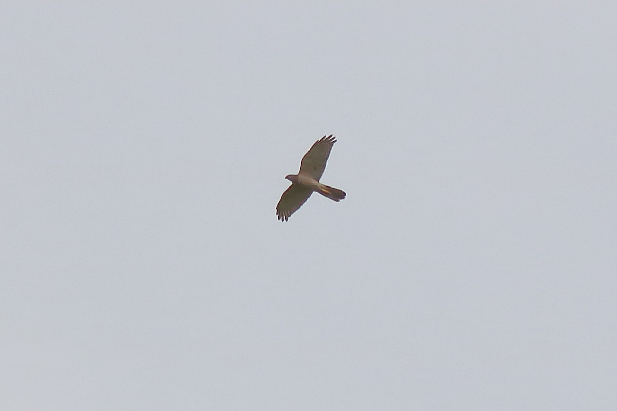 Brown Goshawk - ML643925736