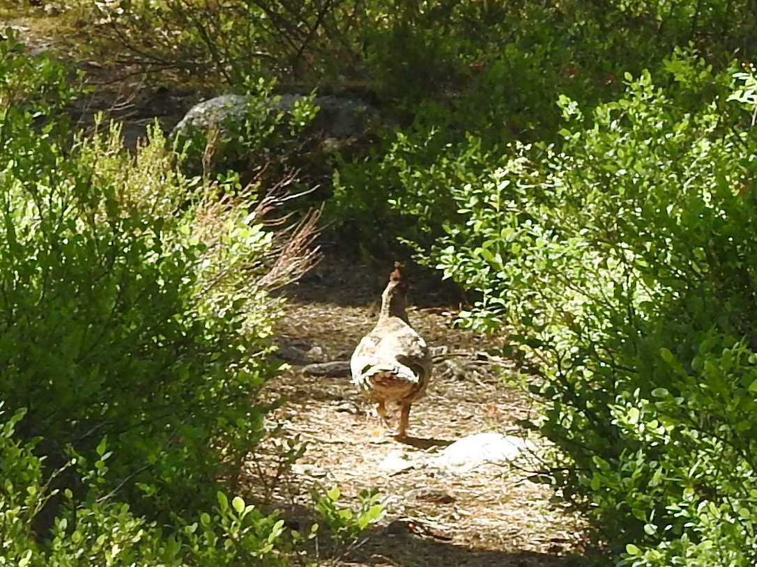 Хар хур - ML643925741