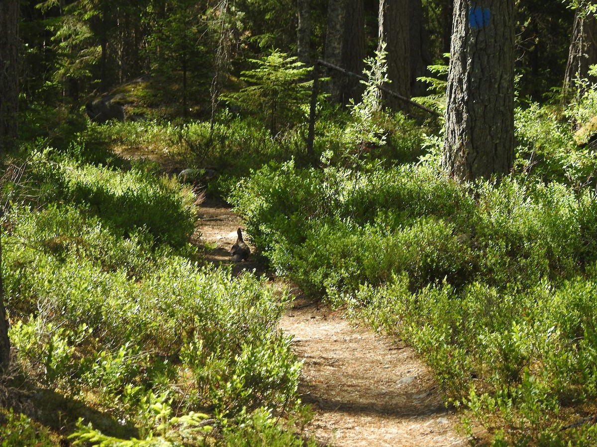 Хар хур - ML643925742