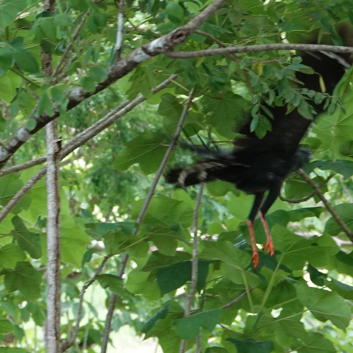 Crane Hawk - ML643925751