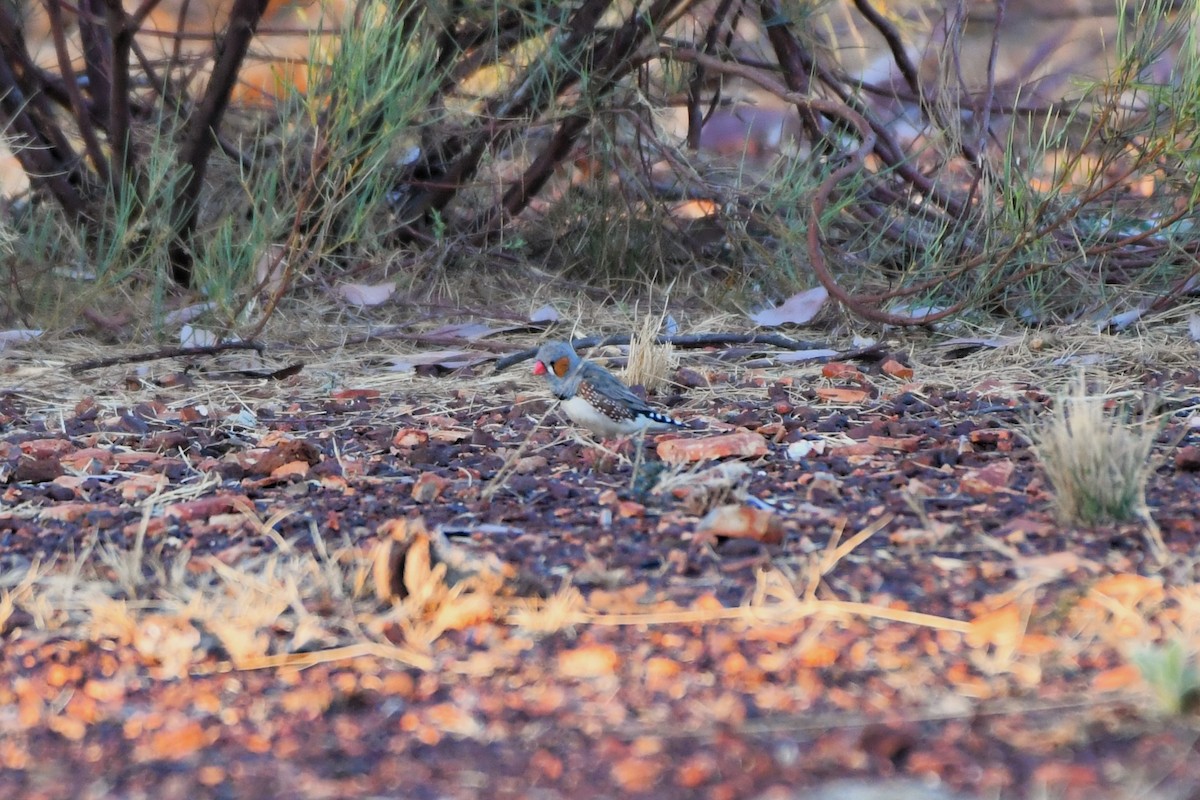 Діамантник зебровий (підвид castanotis) - ML643925755