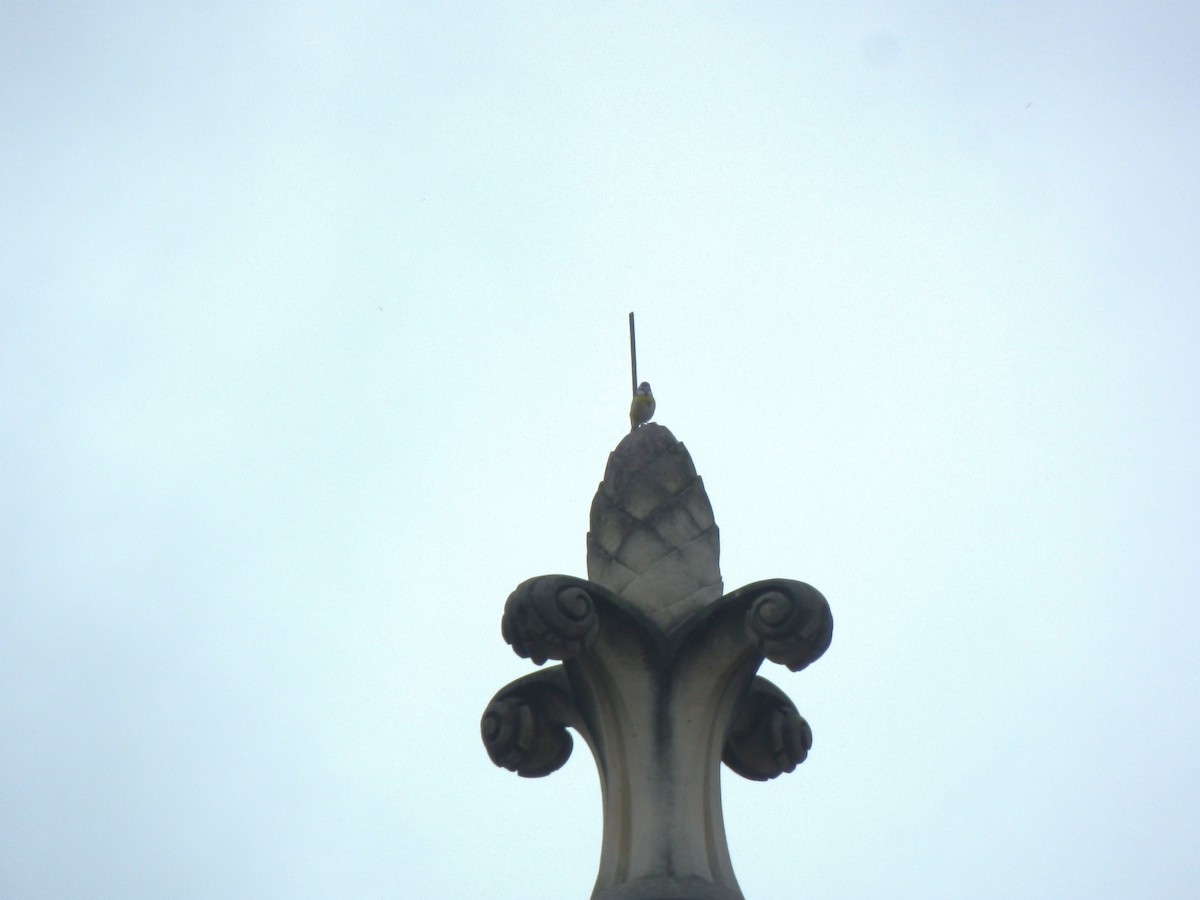 Eurasian Blue Tit - ML643925763