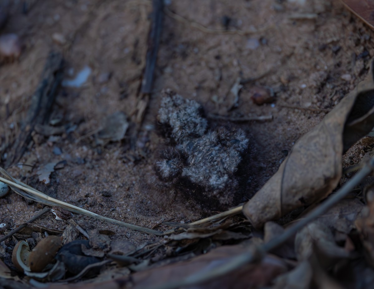 sotnattravn - ML643925768