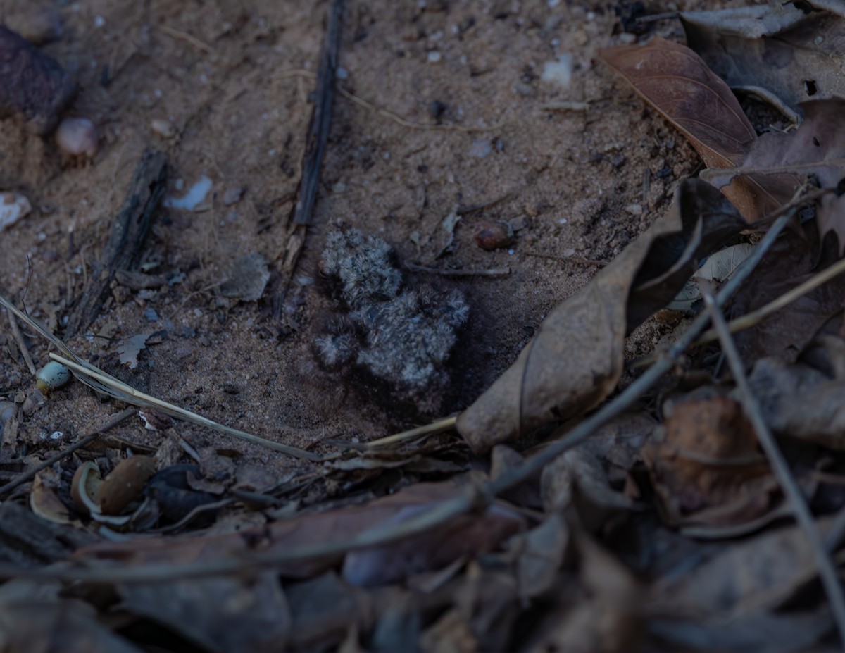 sotnattravn - ML643925769