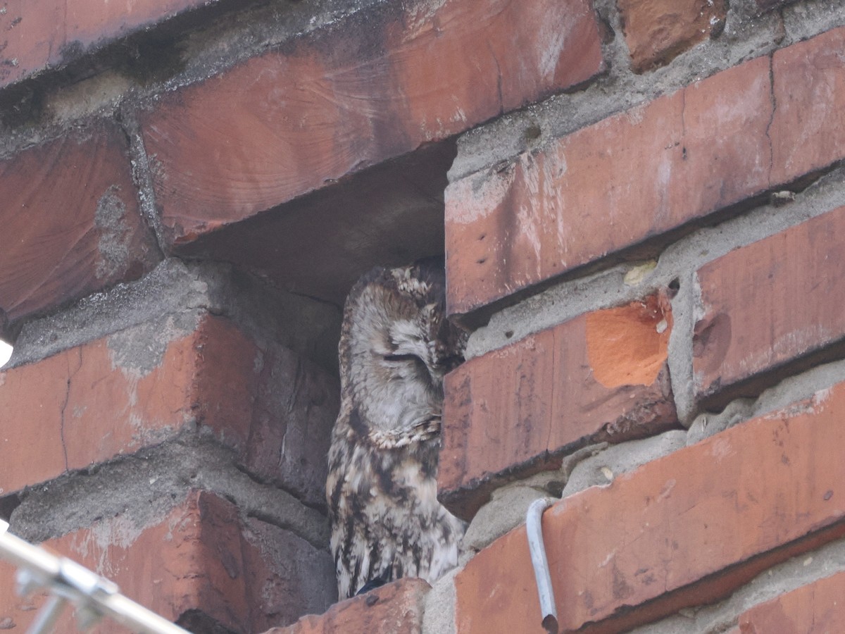 モリフクロウ - ML643925770