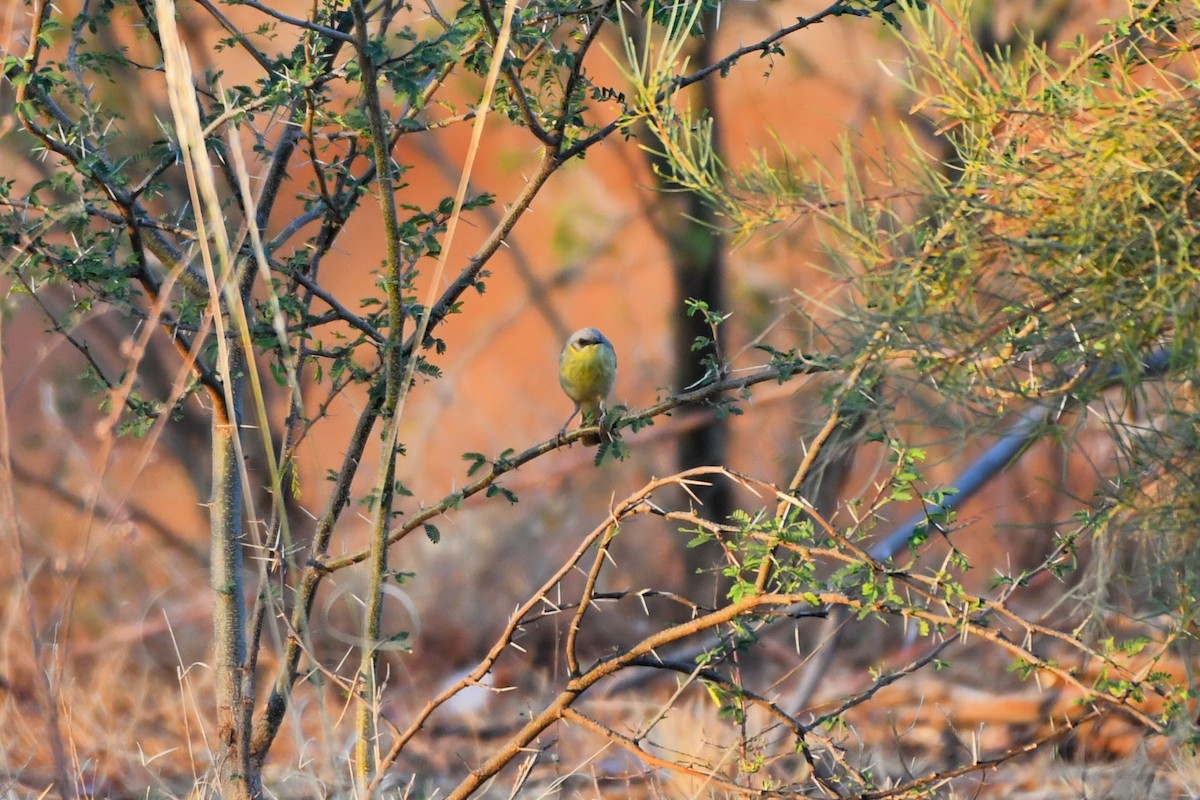 medosavka šedohlavá - ML643925782