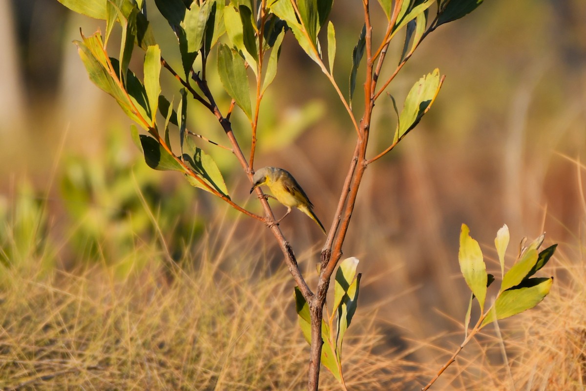 medosavka šedohlavá - ML643925783