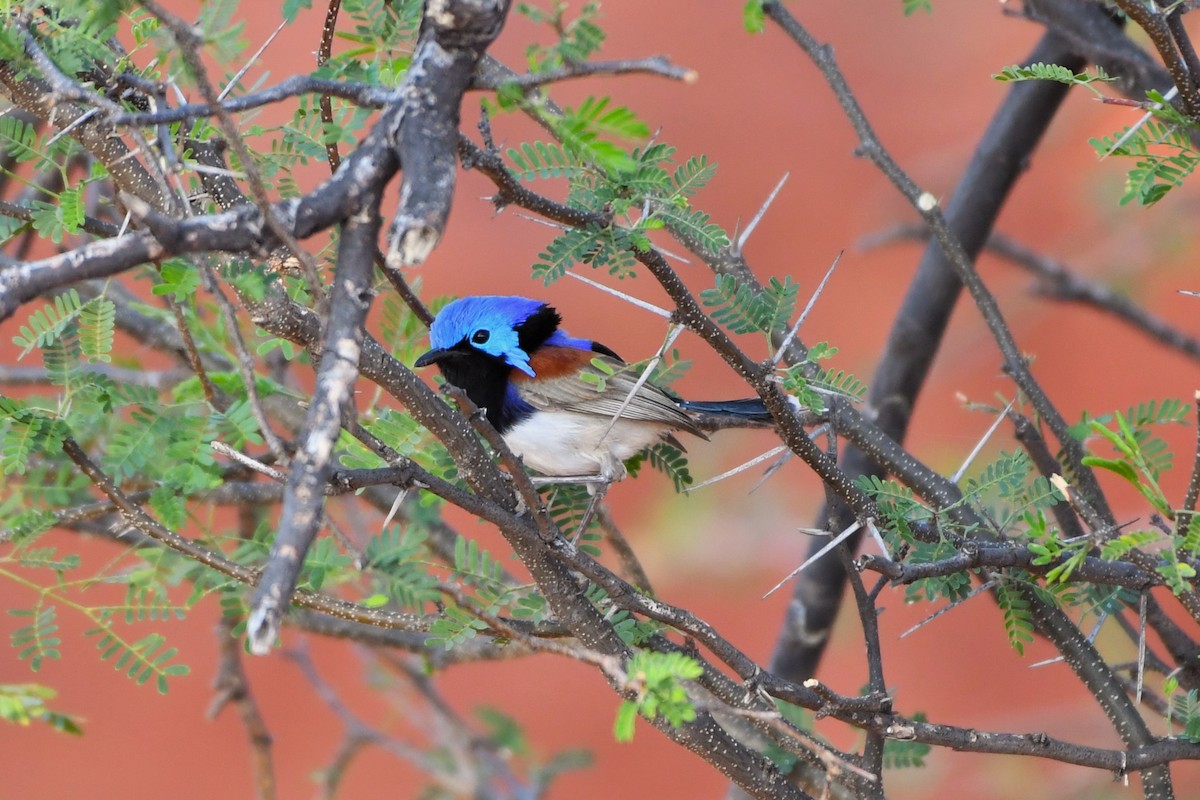 Purple-backed Fairywren (Purple-backed) - ML643925787
