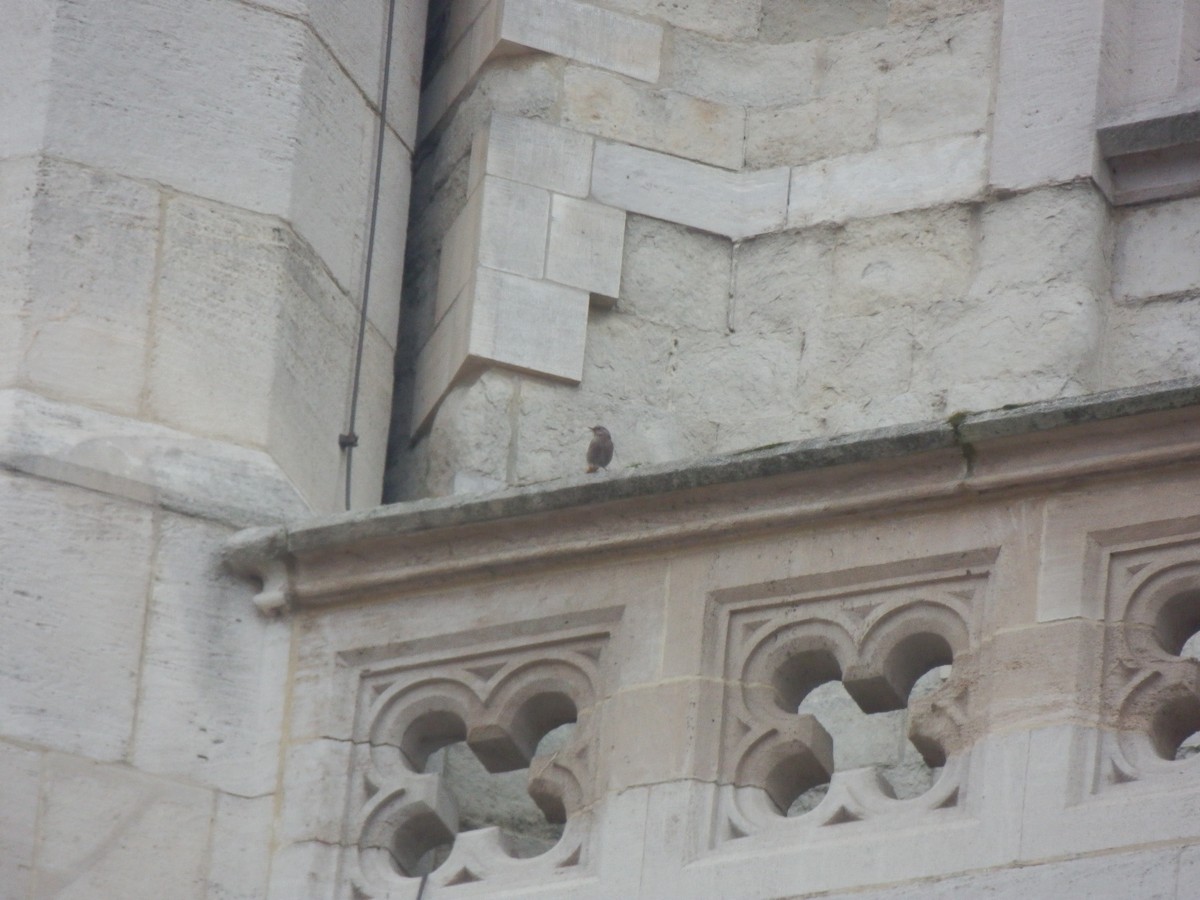 Black Redstart - ML643925794