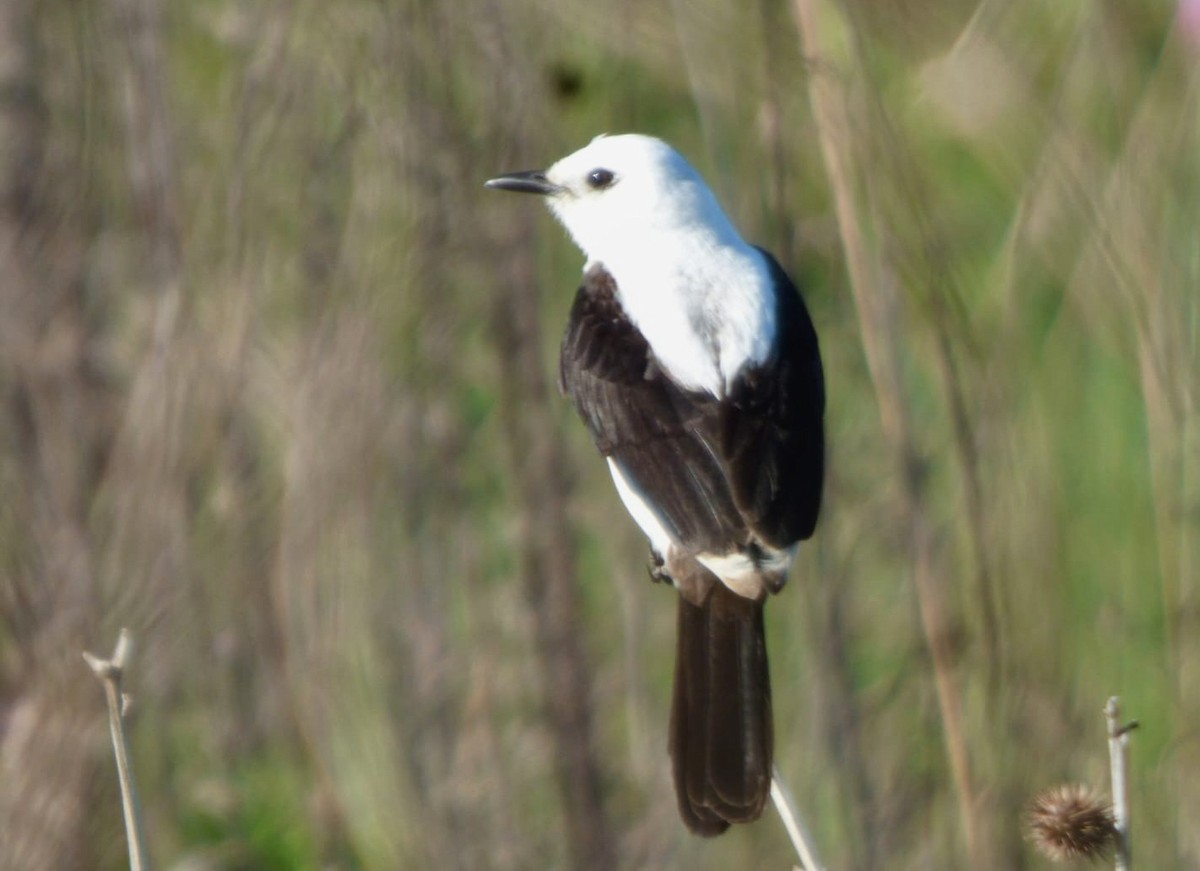 Black-and-white Monjita - ML643925807