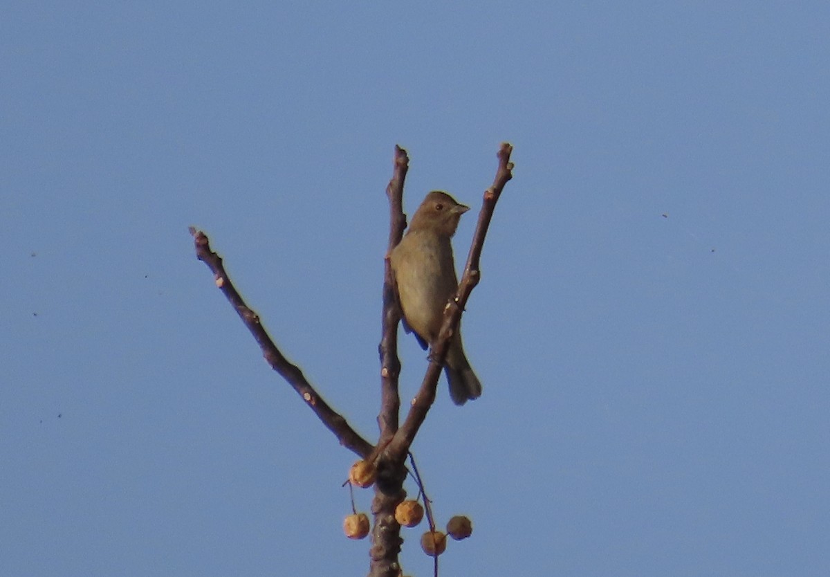 Indigo Bunting - ML643925814