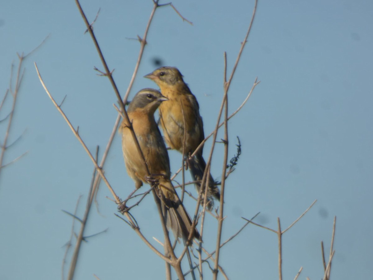 rørspurv - ML643925820