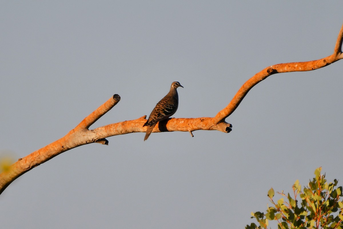 Common Bronzewing - ML643925824