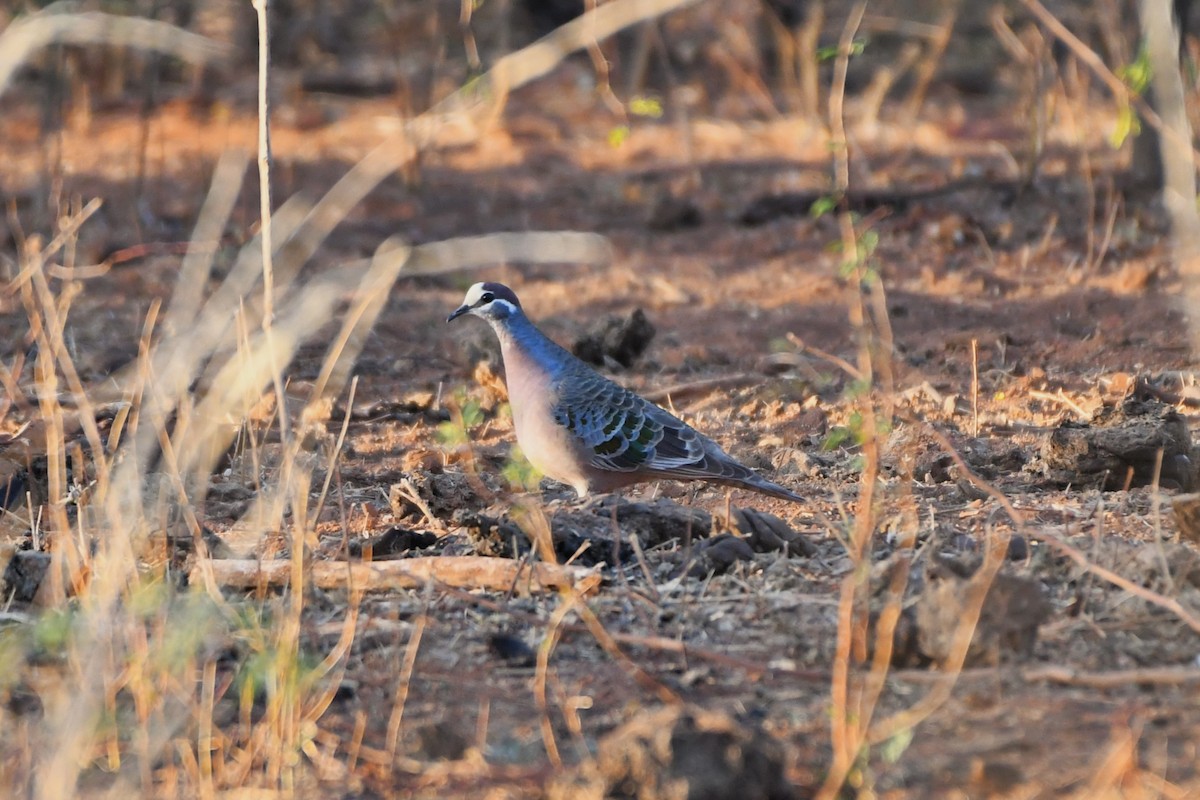 Common Bronzewing - ML643925825