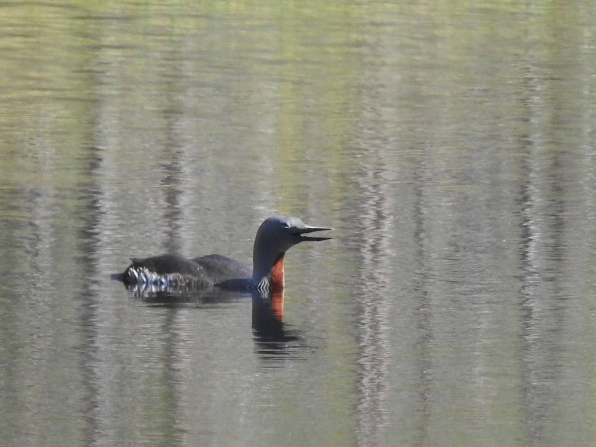 צוללן אדום-גרון - ML643925851