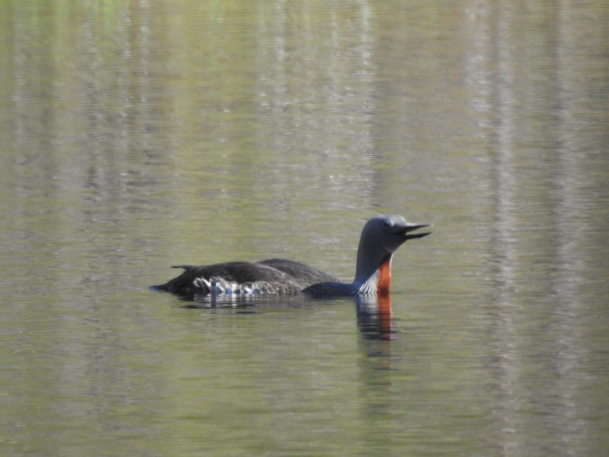 צוללן אדום-גרון - ML643925853