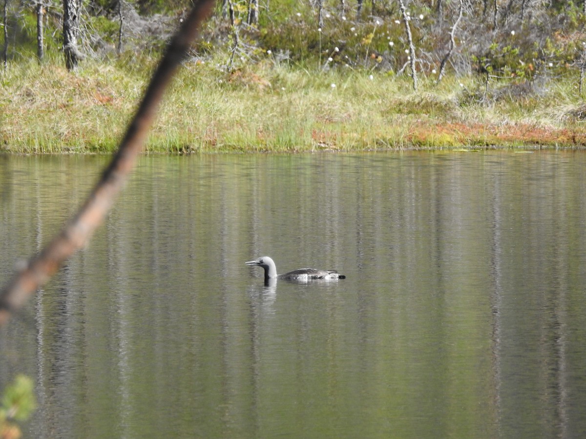 צוללן אדום-גרון - ML643925855