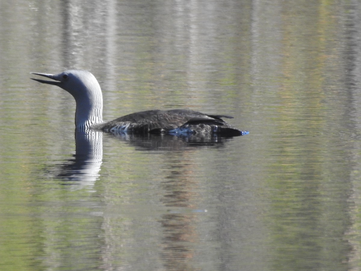 צוללן אדום-גרון - ML643925856