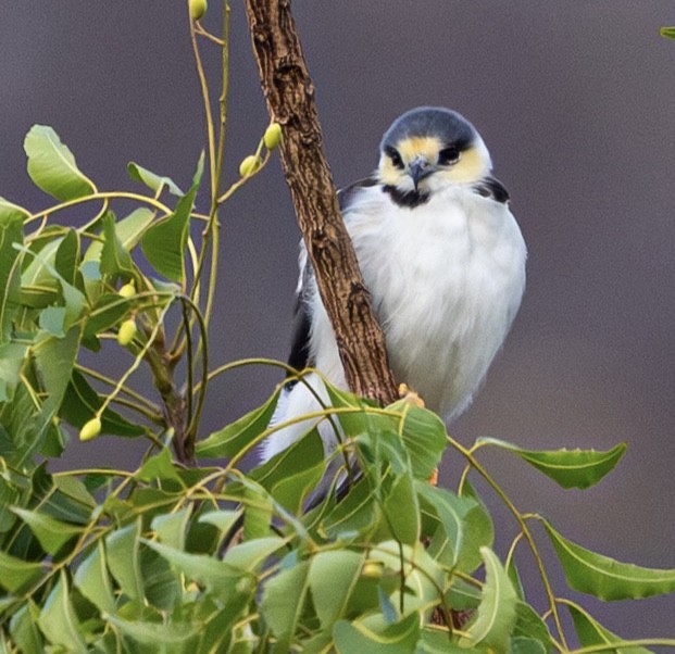 Pearl Kite - ML643925867