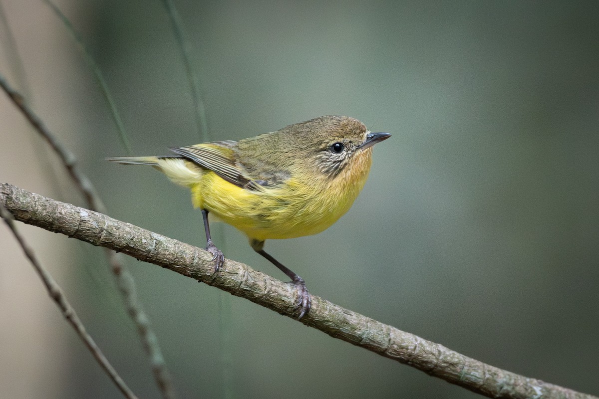 Yellow Thornbill - ML643925873