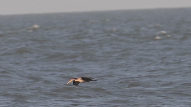 Double-crested Cormorant - ML643925887
